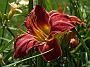 Hemerocallis Graham Mamorial
